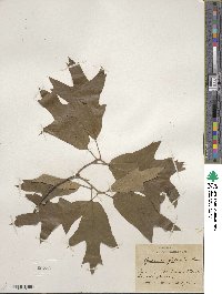 Quercus falcata image