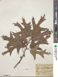 Quercus falcata image