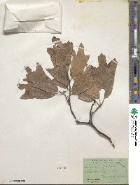 Quercus falcata image