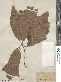 Quercus falcata image