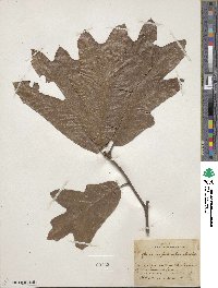 Quercus falcata image