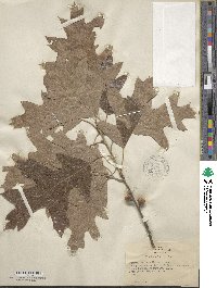 Quercus falcata image