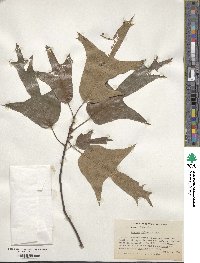 Quercus falcata image