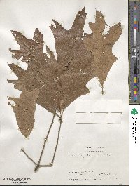 Quercus falcata image