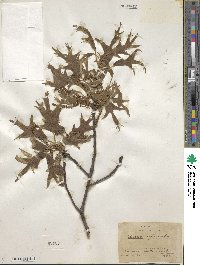 Quercus falcata image