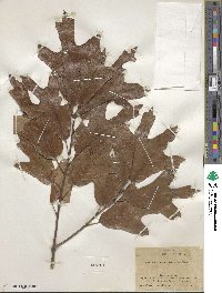 Quercus falcata image