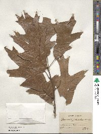 Quercus falcata image