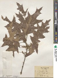 Quercus falcata image