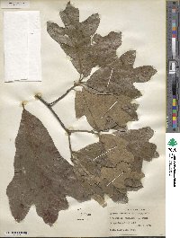 Quercus falcata image