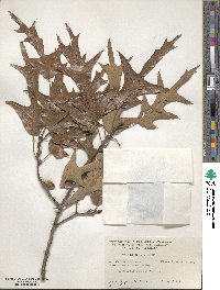 Quercus falcata image