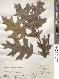 Quercus falcata image