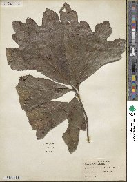 Quercus falcata image