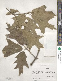 Quercus falcata image