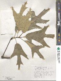 Quercus falcata image