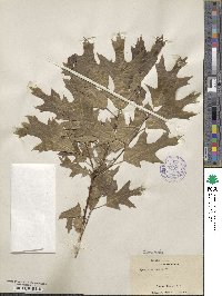 Quercus falcata image