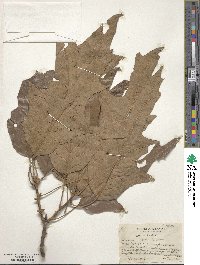 Quercus falcata image