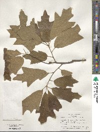 Quercus falcata image