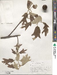 Quercus falcata image