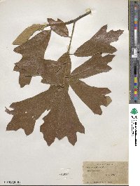 Quercus falcata image