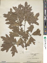 Quercus falcata image