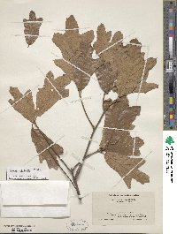 Quercus falcata image