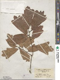 Quercus falcata image