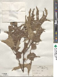 Quercus falcata image