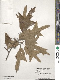 Quercus falcata image