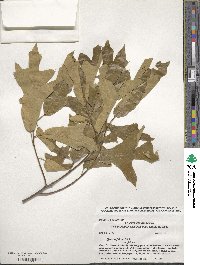 Quercus falcata image