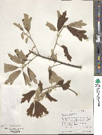 Quercus falcata image