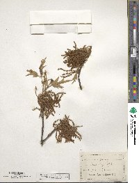 Quercus falcata image