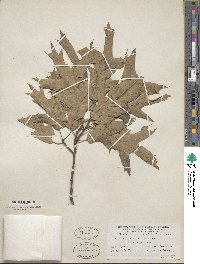 Quercus falcata image