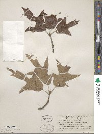 Quercus falcata image