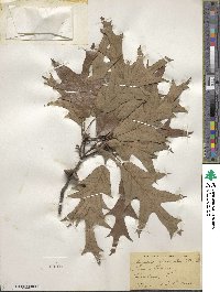 Quercus falcata image