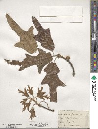 Quercus falcata image