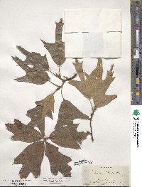 Quercus falcata image