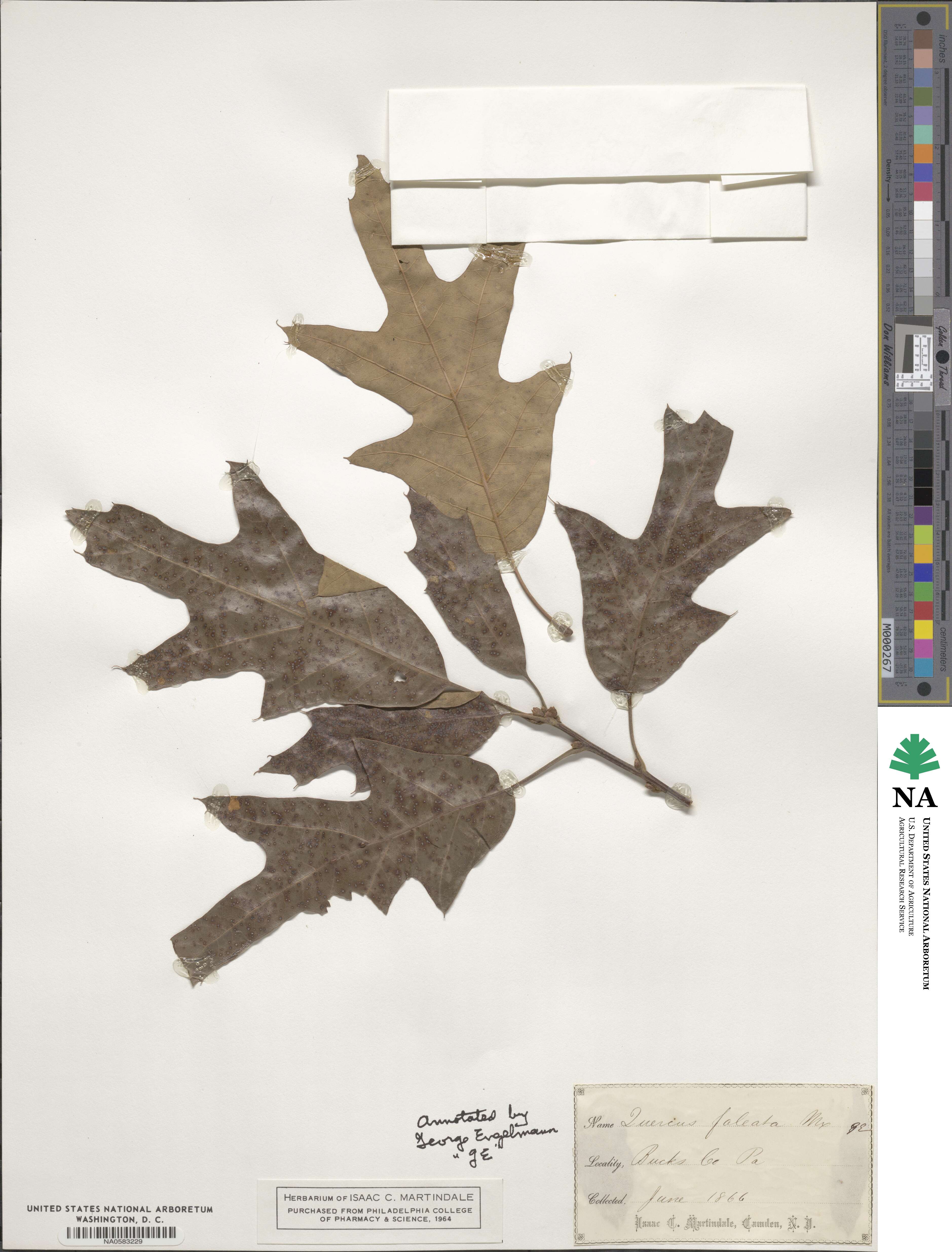 Quercus falcata image