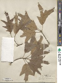 Quercus falcata image