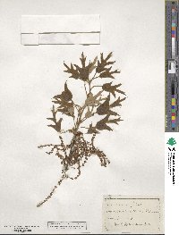 Quercus falcata image