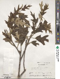 Quercus falcata image