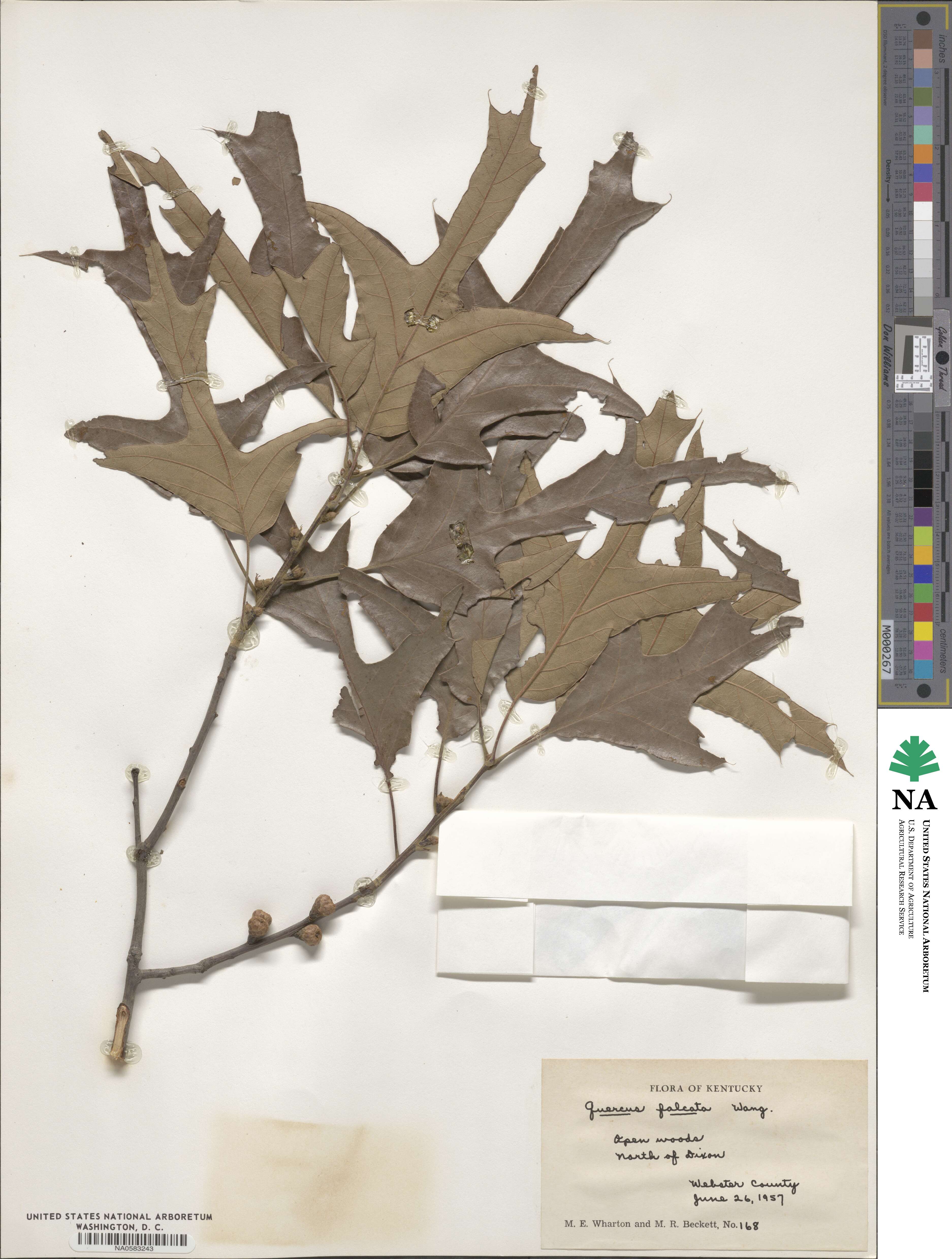 Quercus falcata image