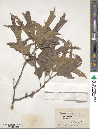 Quercus falcata image