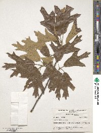 Quercus falcata image