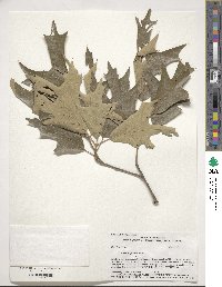 Quercus falcata image