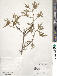 Quercus falcata image