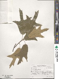 Quercus falcata image