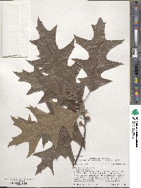 Quercus falcata image