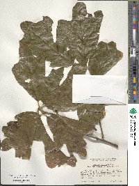 Quercus falcata image