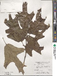 Quercus falcata image