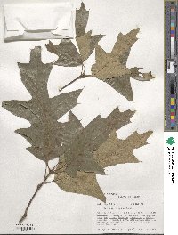 Quercus falcata image